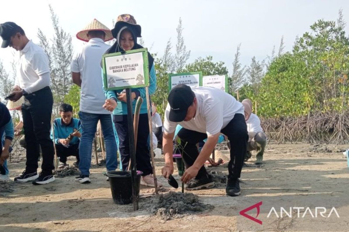 Pemprov Bangka Belitung Tanam 3.300 Bibit Mangrove di Pantai Menuang untuk Pulihkan Pesisir Terkena Tambang Timah