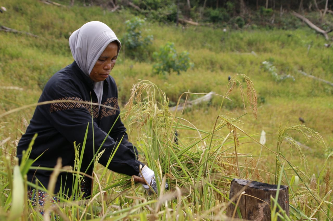 NTP Aceh Tembus 124,92 pada Mei 2026, Daya Beli Petani Membaik Meski Masih di Bawah Rata-Rata Nasional