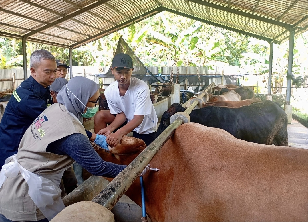 Stok Hewan Kurban di Jawa Tengah Surplus 593.168 Ekor, Pemprov Perketat Pengawasan Lalu Lintas Ternak Jelang Iduladha 2026
