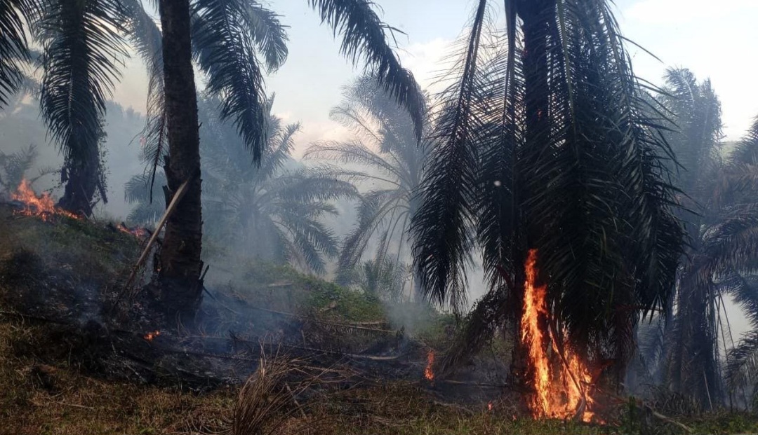 Kebakaran Lahan HGU PT Condong Garut di Cikelet Hanguskan 15 Hektare Kebun Sawit, Polisi Selidiki Sumber Api