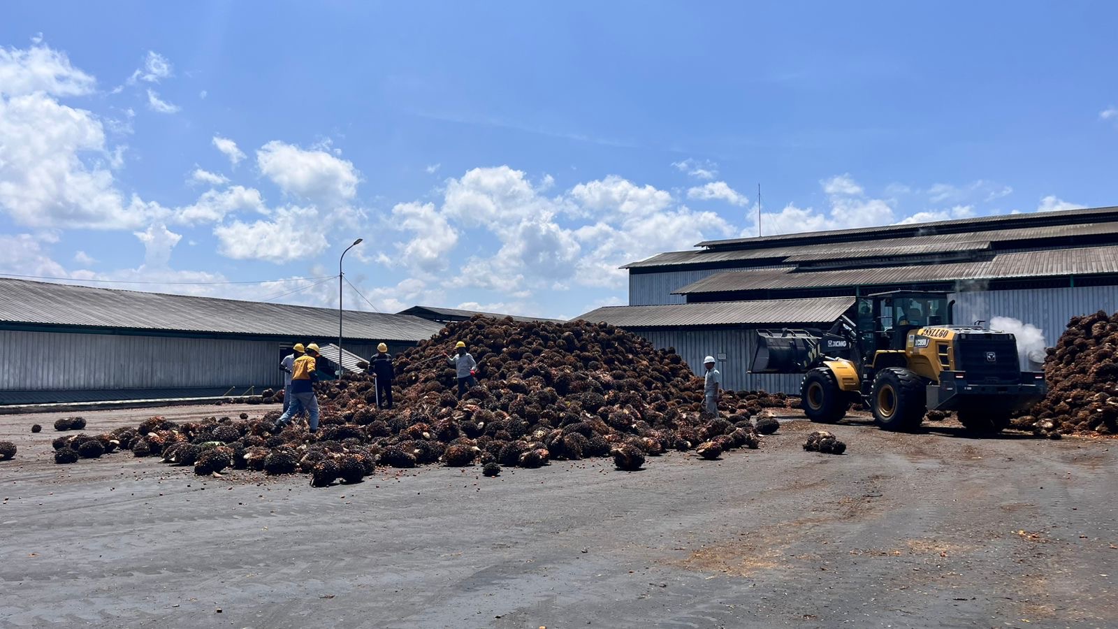 Harga TBS Sawit di Seluma Anjlok Rp700 per Kg dalam Sehari, Pengusaha RAM dan Petani Terjepit