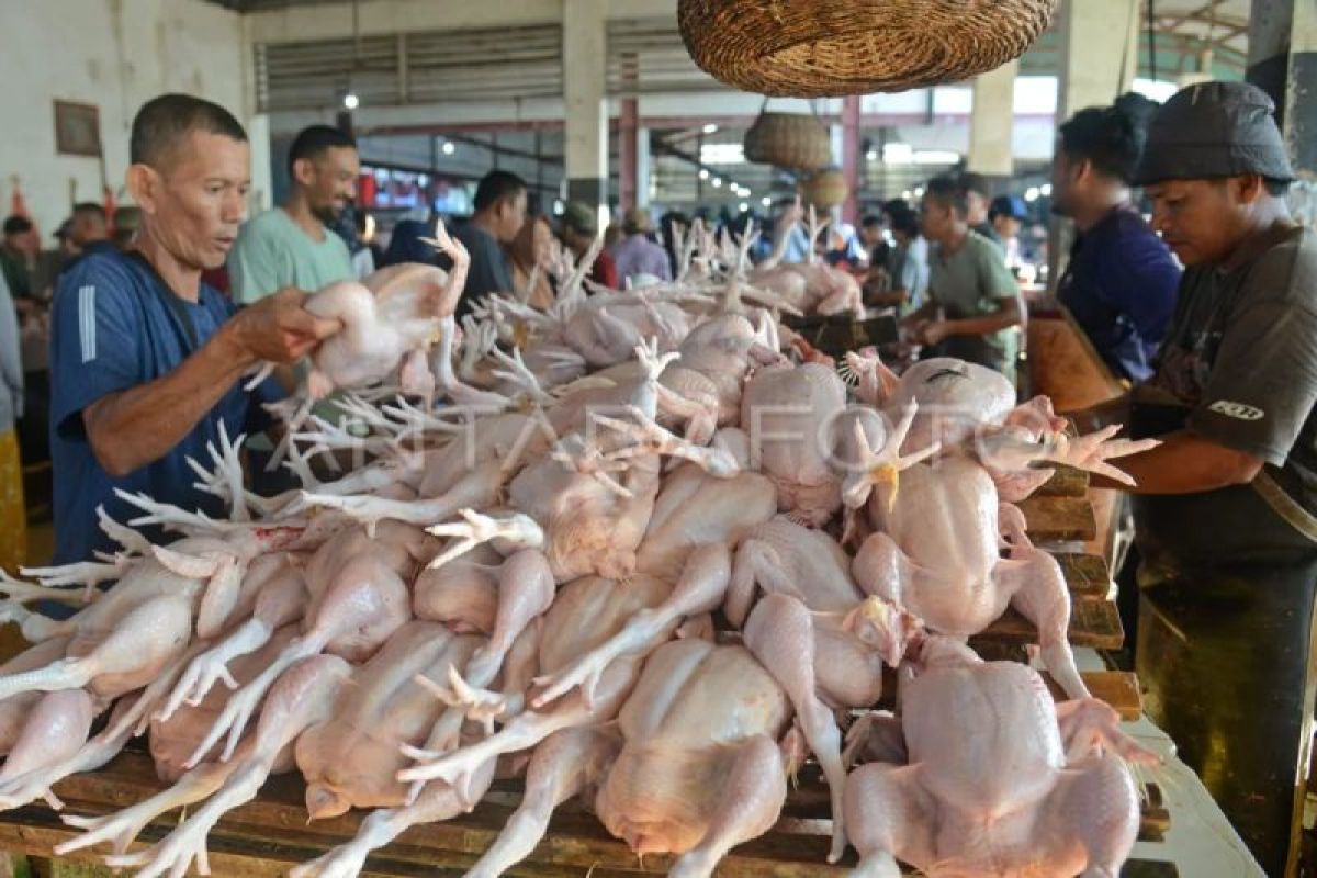 Harga Ayam Potong di Banda Aceh Naik ke Rp33 Ribu per Kilogram, Stok Menipis Akibat Bibit Terkena Virus