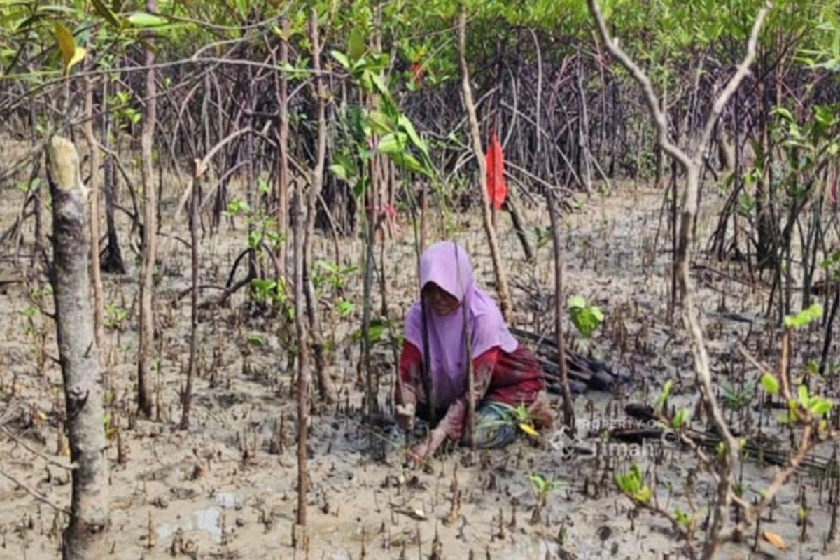 Pemkab Bangka-PT Timah Tanam 500 Pohon di Sempadan Sungai Romodong, Target Kurangi 11.000 Hektare Lahan Kritis