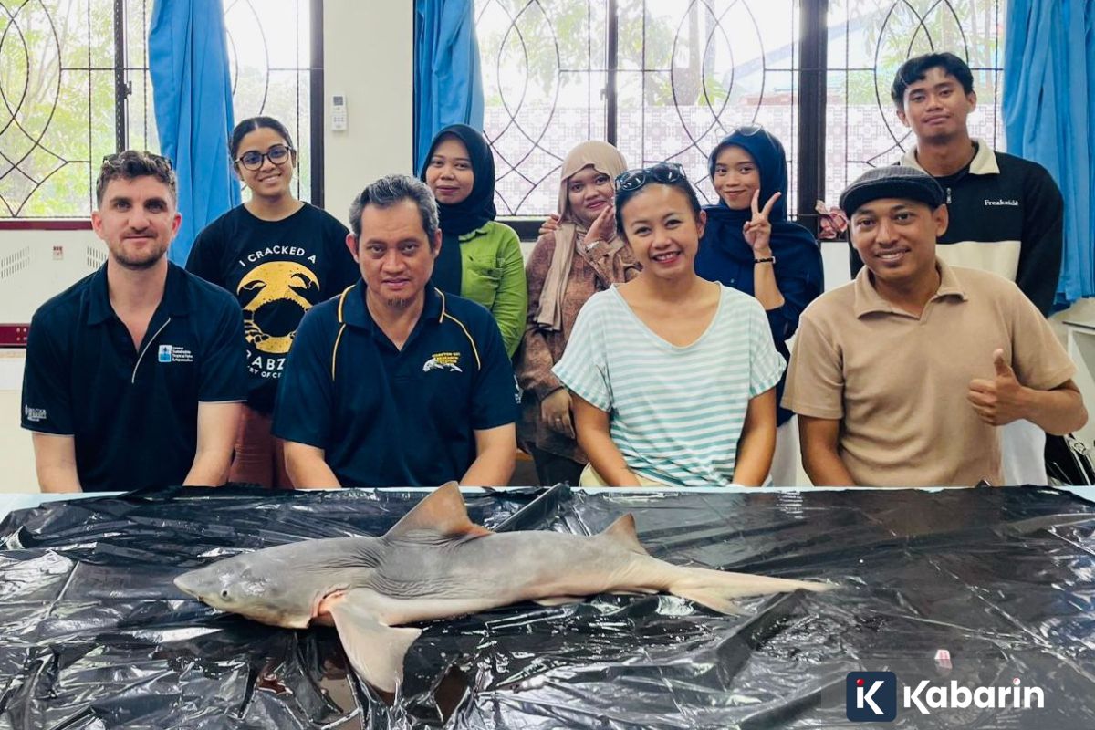 Tim Peneliti Unhas-James Cook University Temukan 43 Individu Hiu Gangga di Sungai Sesayap, Kalimantan Utara, Spesies Kritis yang Hampir Punah