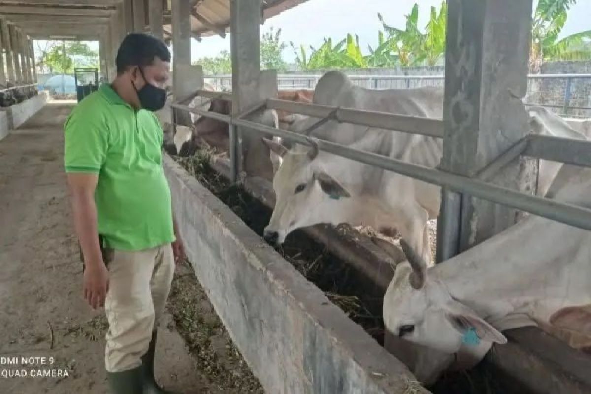 Pemkab Lebak Periksa 4.236 Ekor Ternak Kurban, Pastikan Bebas Penyakit Menular Jelang Idul Adha