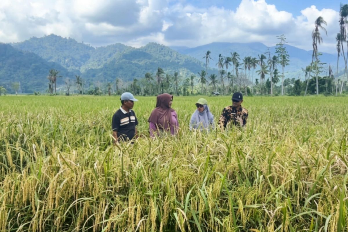 1.263 Hektare Sawah di Padang Pariaman Terdampak Bencana, Lahan di Lubuk Aluang Mulai Pulih dan Siap Panen