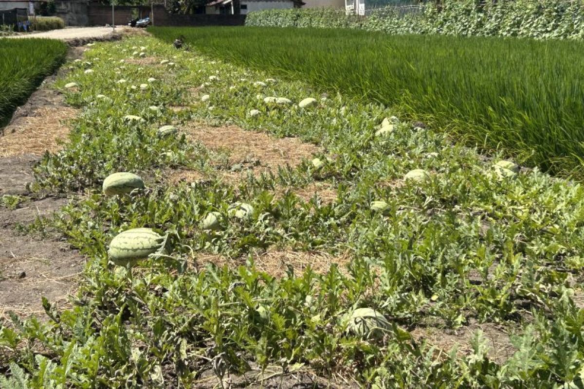 Pemkab Boalemo Dorong Hilirisasi Pertanian Lewat Pendekatan Klaster, Petani Tak Lagi Jual Buah Segar Saja