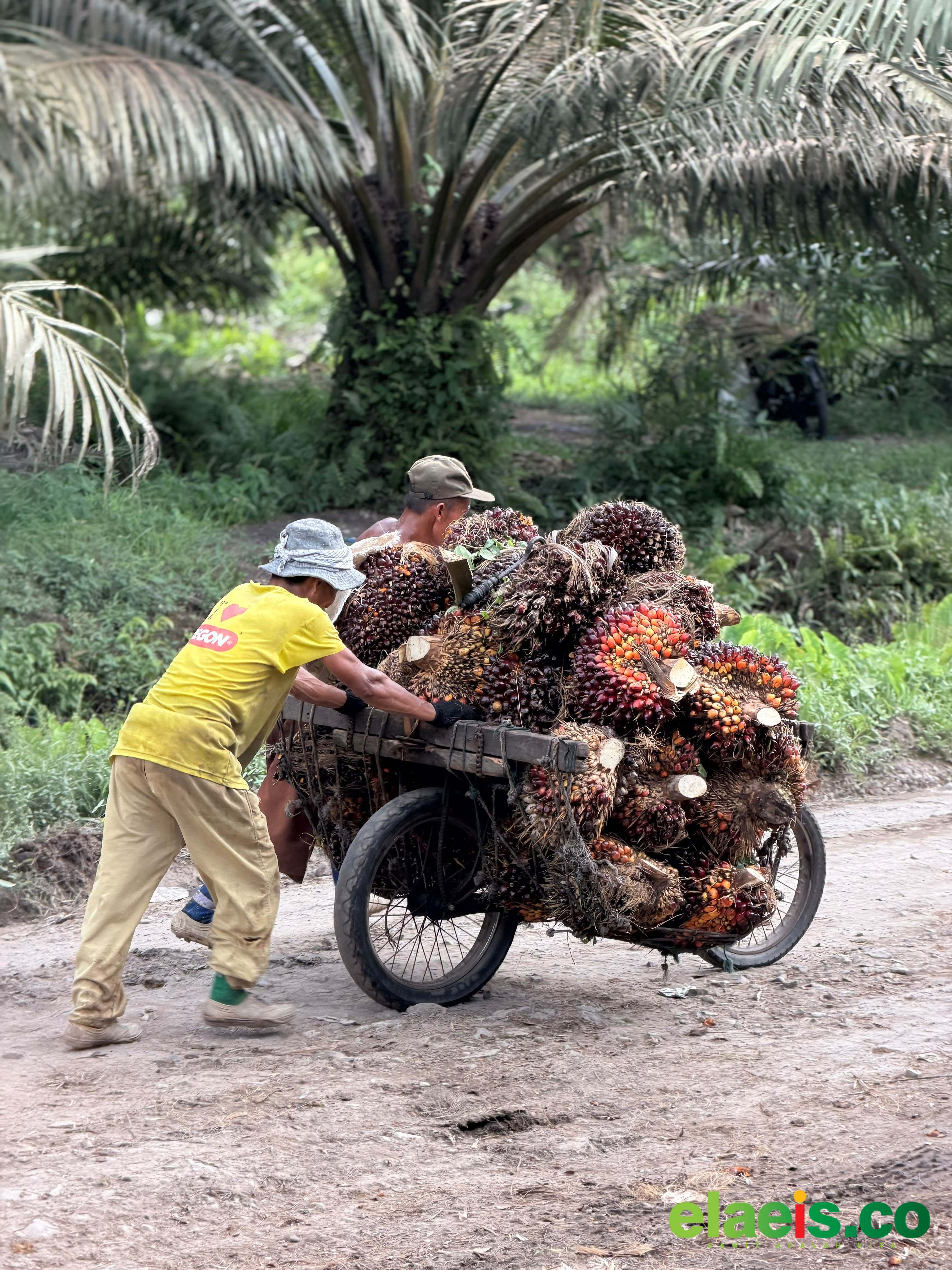 Harga TBS Petani Swadaya di Batu Bara Terendah di Sumut, Capai Rp2.780 per Kg pada Pekan Ini