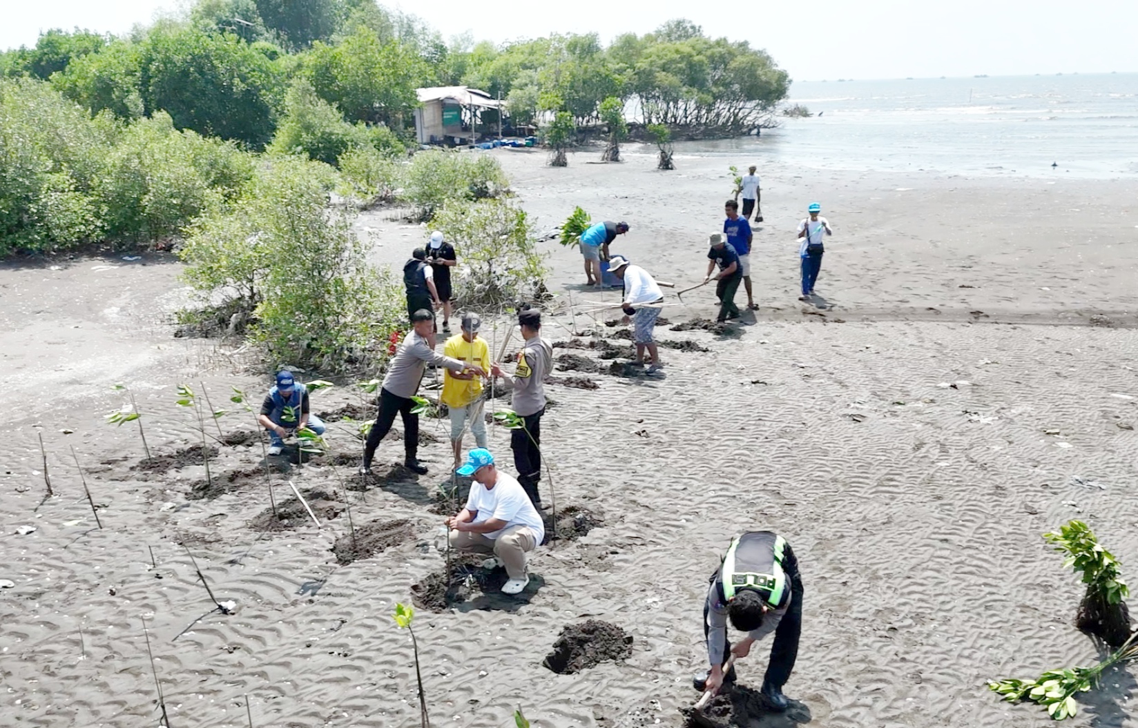 Aktivis Lingkungan Tanam Ribuan Mangrove di Pesisir Utara Tangerang, Jadikan Tanggul Alami Hadapi Abrasi