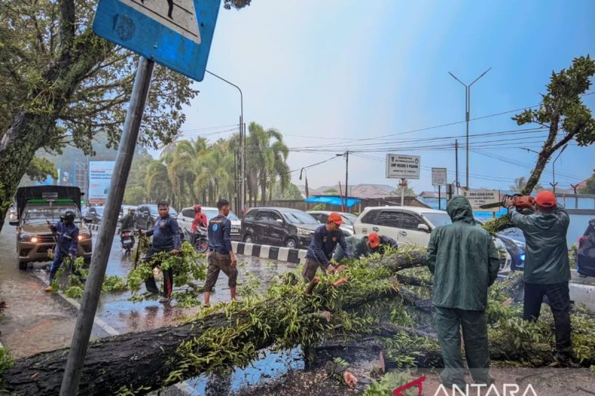 Wali Kota Padang Fadly Amran Imbau Warga Waspada Cuaca Ekstrem, Satu Pohon Tumbang di Simpang Haru