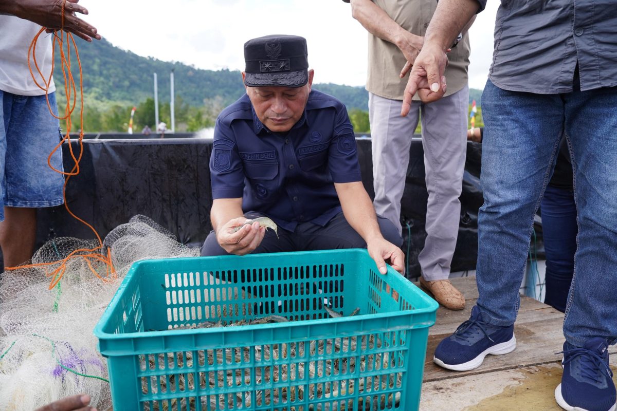 Pemprov Maluku Utara Panen Perdana Udang Vaname di Halmahera Barat, Tembus 1,5 Ton untuk Ketahanan Pangan