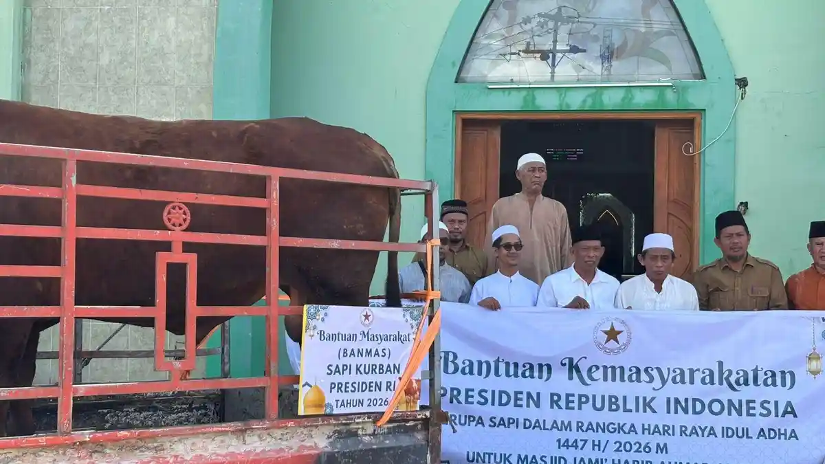 Bupati Bulungan Syarwani Serahkan Sapi Kurban Presiden Prabowo Bobot 840 Kilogram ke Masjid Jami' Habib Ahmad Al-Kafh