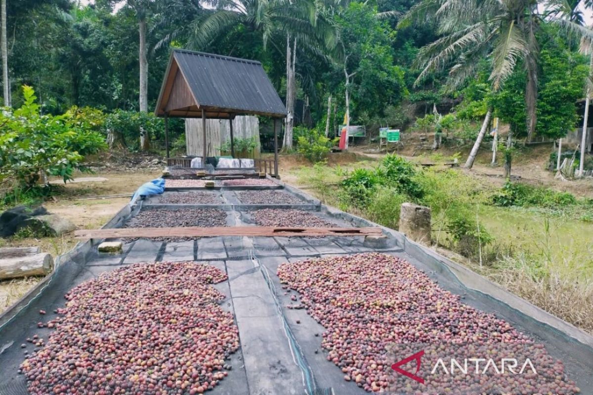 Produk Perhutanan Sosial Kaltim Tembus Pasar Modern hingga India, Lidi Nipah Jadi Andalan Ekspor