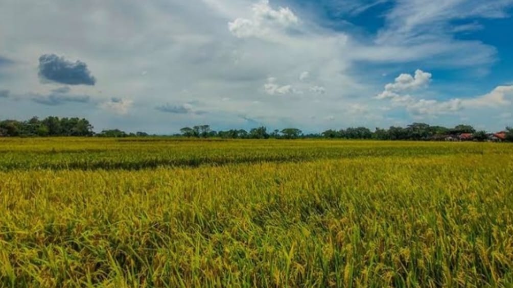 KTNA Kota Banjar Minta Petani Siapkan Mitigasi Kemarau, Debit Sungai Citanduy Diprediksi Aman Hingga September