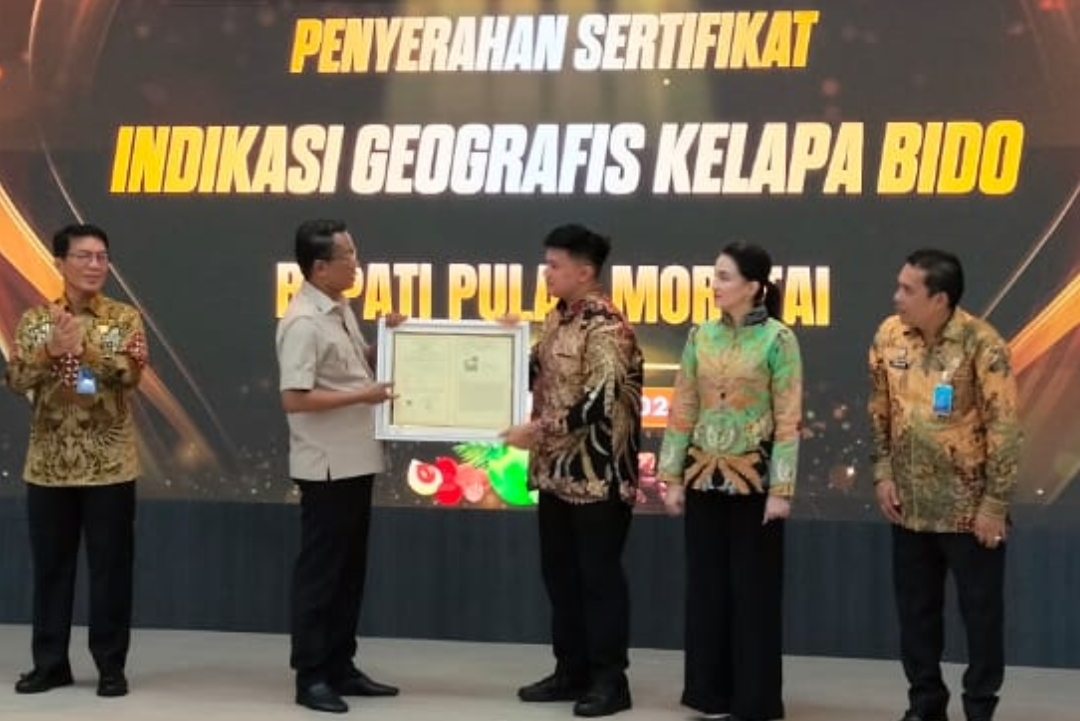 Kelapa Bido Morotai Kantongi Sertifikat Indikasi Geografis, Negara Resmi Akui Sebagai Produk Khas Daerah
