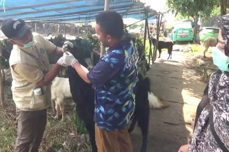 Antisipasi PMK Jelang Iduladha, Pemkot Tangerang Bagikan Obat dan Periksa Ribuan Hewan Kurban di Lapak Pedagang