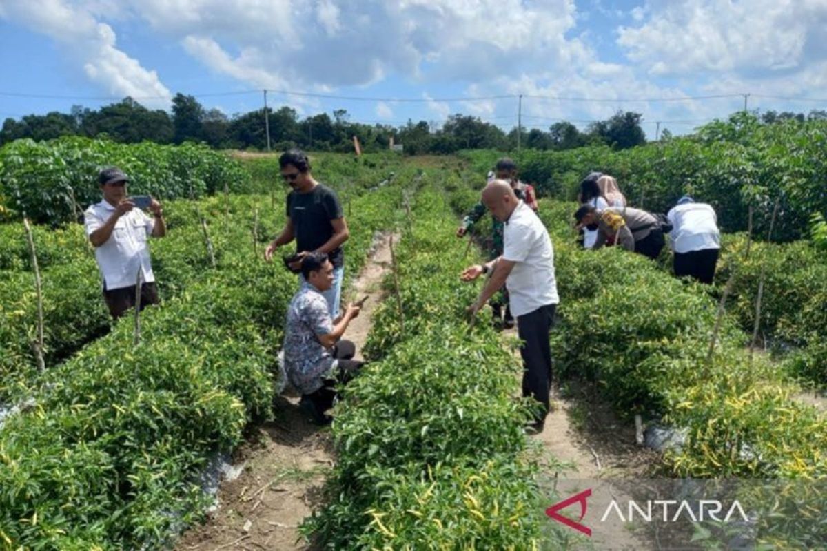 Pemprov Babel Optimalkan 1.527 Hektare Lahan Cabai, Bangka Selatan Jadi Kontributor Terbesar