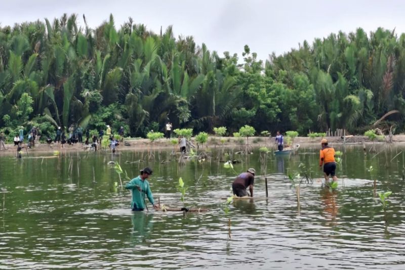 Pemkab Tana Tidung dan PT Adindo Hutani Lestari Tanam Mangrove di Pesisir Desa Bebatu, Libatkan Pelajar