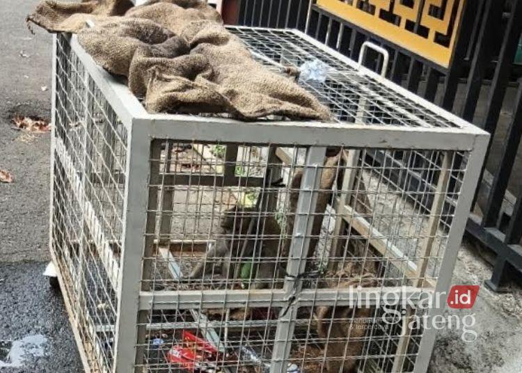 Monyet Liar Resahkan Warga Salatiga, Petugas Damkar dan BKSDA Pasang Jebakan Hingga Berhasil Ditangkap