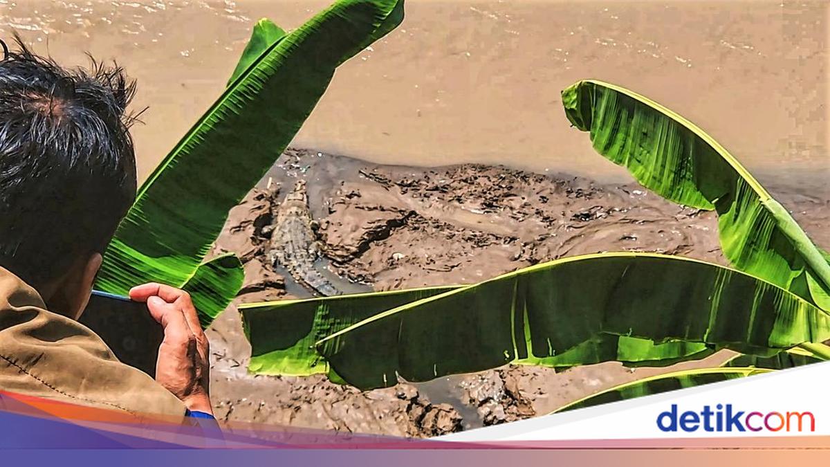 4 Peristiwa di Sukabumi Sepekan: Buaya 4 Meter di Sungai Cimandiri hingga Monyet Liar Teror Rumah Warga