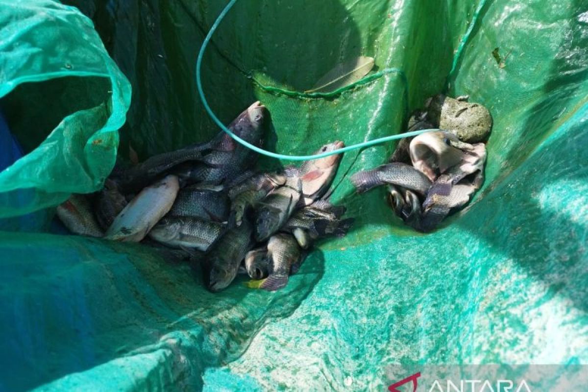 Lapas Namlea Buru Kembangkan Budidaya Ikan Nila Sistem Bioflok, 4.000 Ekor Ditebar di Enam Kolam