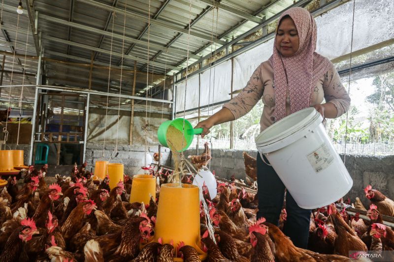 Kementan Dorong Transisi Peternakan Ayam Bebas Sangkar, KWT Tangguh Sleman Jadi Contoh di DI Yogyakarta
