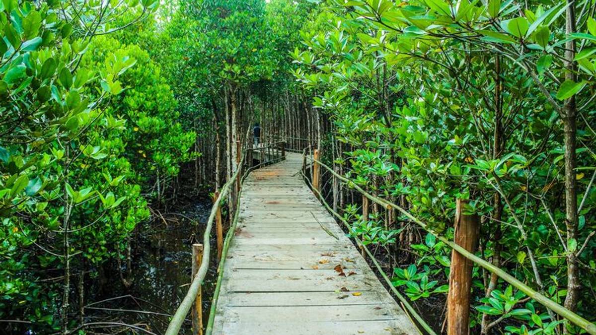 Tiga Local Heroes Kalimantan Timur: Polisi Penanam Mangrove, Dayak Penjaga Hutan, dan Pemulung Harapan dari Sampah