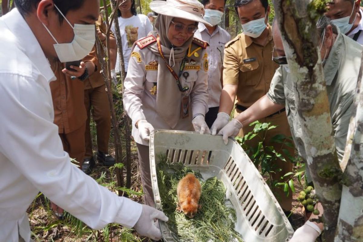 Karantina Babel dan Yayasan Alobi Perkuat Penyelamatan Satwa Liar, dari Elang hingga Dugong