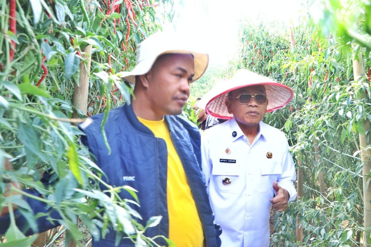 Bupati Simalungun Panen Raya Cabai Lokal Siboras, Produktivitas Capai 3 Ton Per Hektare Per Minggu