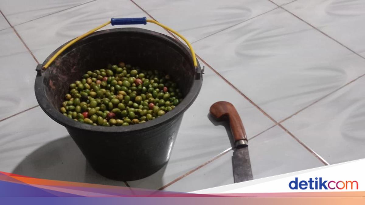 Lansia di Rejang Lebong Kepergok Petik Kopi Milik Tetangga, Damai dengan Ganti Rugi Rp 8 Juta