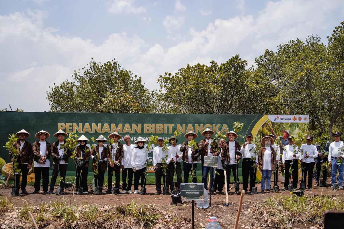 Pertamina Gelar Panen Raya Nangka di Hutan Wanaboga Gunungkidul, Pasok Bahan Baku Gudeg Yogyakarta