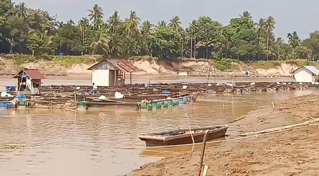 Debit Sungai Batanghari di Muaro Jambi Menyusut Drastis, Petani Ikan Keramba Mulai Merugi Akibat Kemarau Panjang