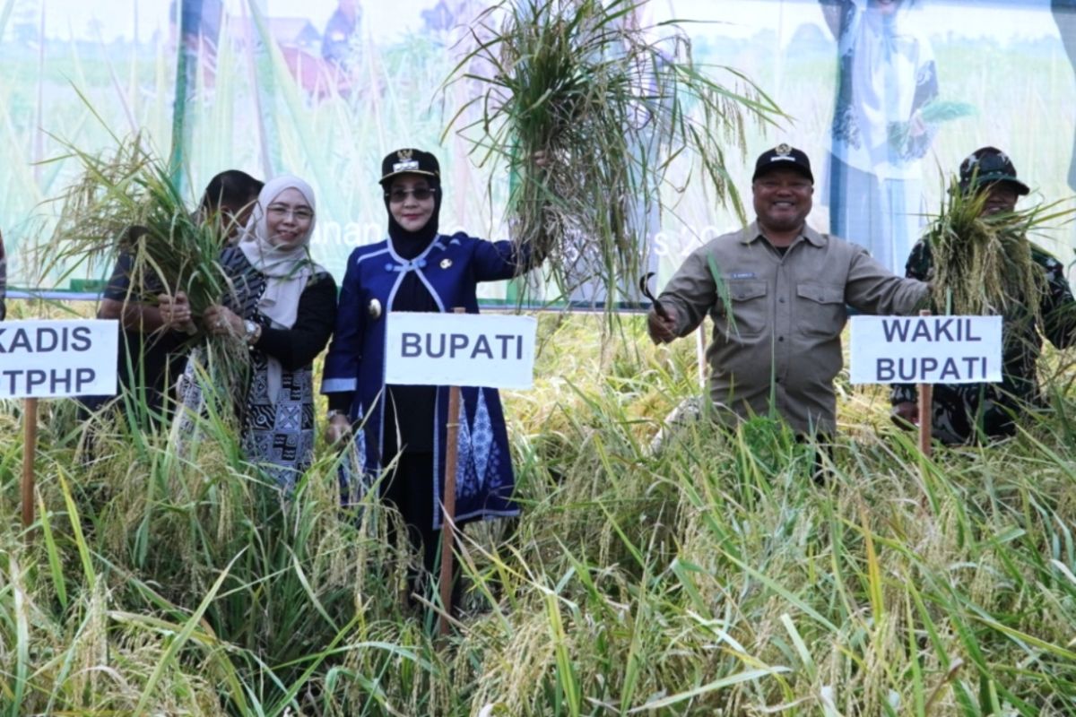Pemkab Berau Pakai Drone Pertanian untuk Tarik Minat Generasi Muda, Produktivitas Padi di Labanan Jaya Turun Akibat Kekeringan