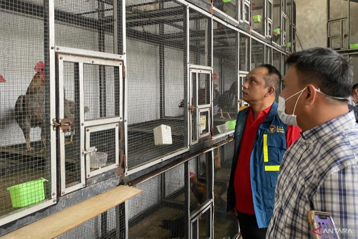 Polda Kepri Gagalkan Penyelundupan 51 Ayam Bangkok dari Malaysia, Tiga Tersangka Terancam 10 Tahun Penjara