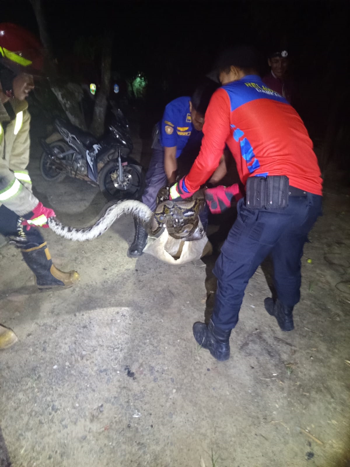 Warga Muaro Jambi Geger Ular Piton Masuk Rumah, Tim Damkar Evakuasi dalam 20 Menit