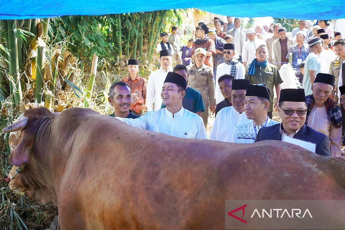 Bupati Solok Apresiasi Bantuan Sapi Kurban 950 Kg dari Presiden Prabowo, Daging Dibagikan ke Masyarakat Sungai Nanam