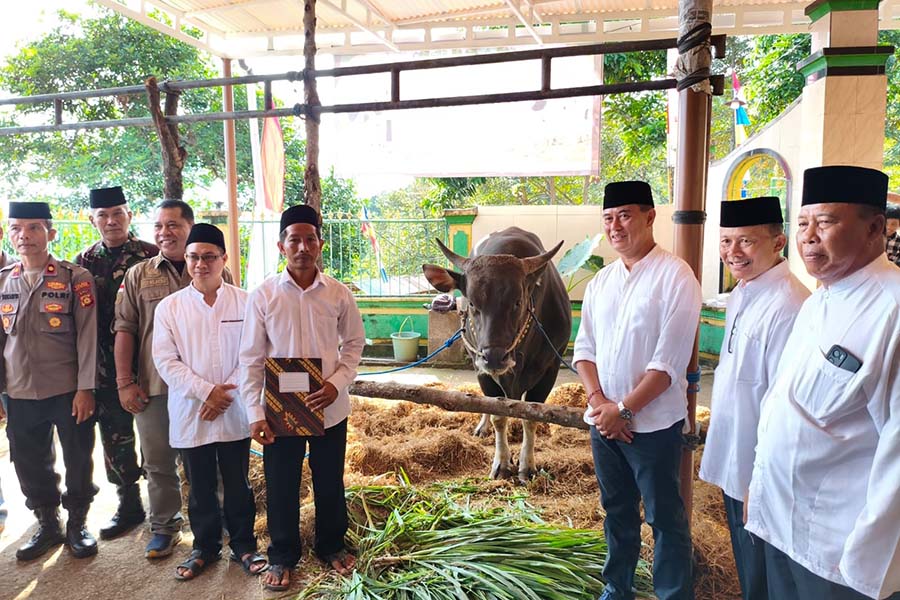 Sapi Kurban Bantuan Presiden Prabowo Seberat 868 Kilogram Dibagikan ke 400 Jamaah Masjid di Buleleng