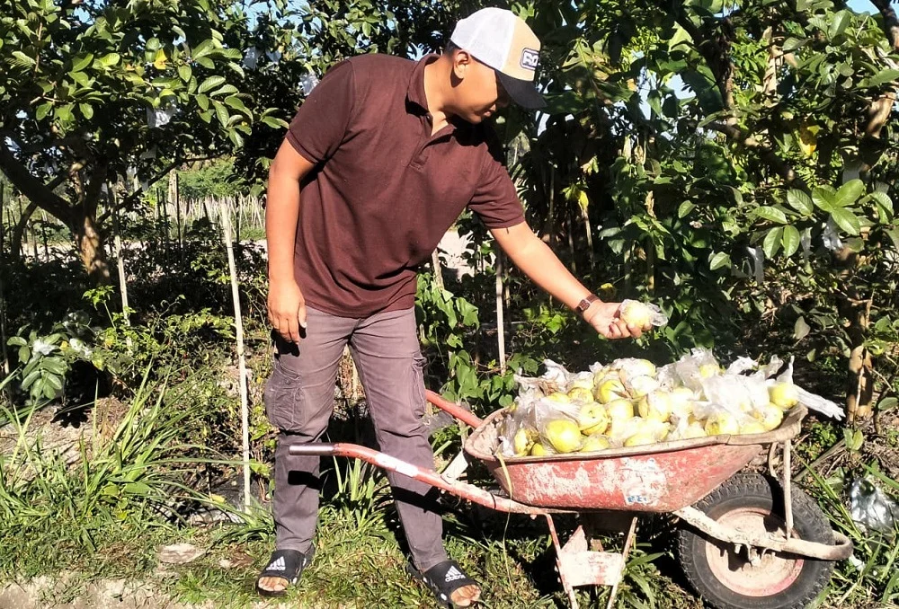 Kisah Taufik Rohman, Pengepul Jambu Magelang yang Bangkit Usai Ditipu, Kini Raup Omzet Rp15 Juta Sehari
