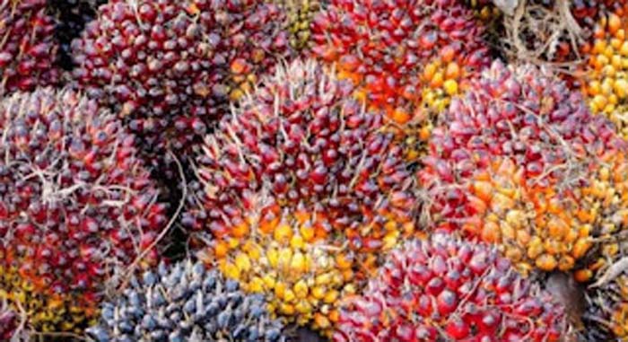 Pemkab Dharmasraya Dorong Kawasan Industri Sawit 500 Hektare Masuk PSN, Target Serap 2.500 Tenaga Kerja