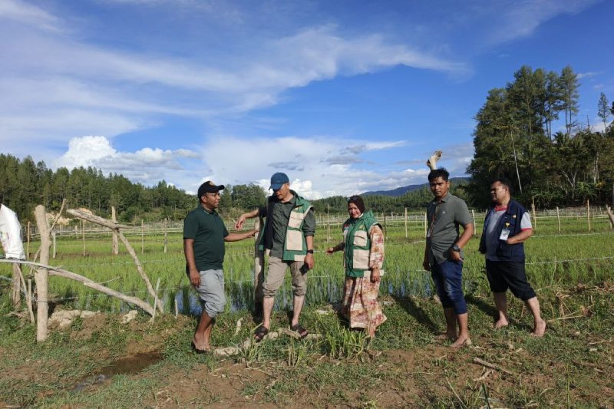 BRMP Aceh Temukan 50 Hektare Lahan Pertanian Rusak Berat Terdampak Bencana di Gayo Lues, Evaluasi dan Perbaikan Infrastruktur Disiapkan