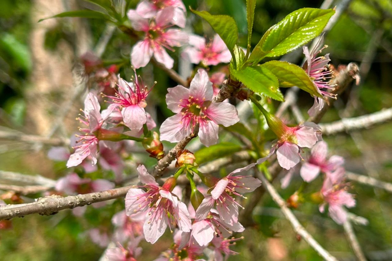 Sakura Kembali Mekar di Kebun Raya Cibodas, Fenomena Dua Kali Setahun Jadi Magnet Wisatawan ke Cianjur