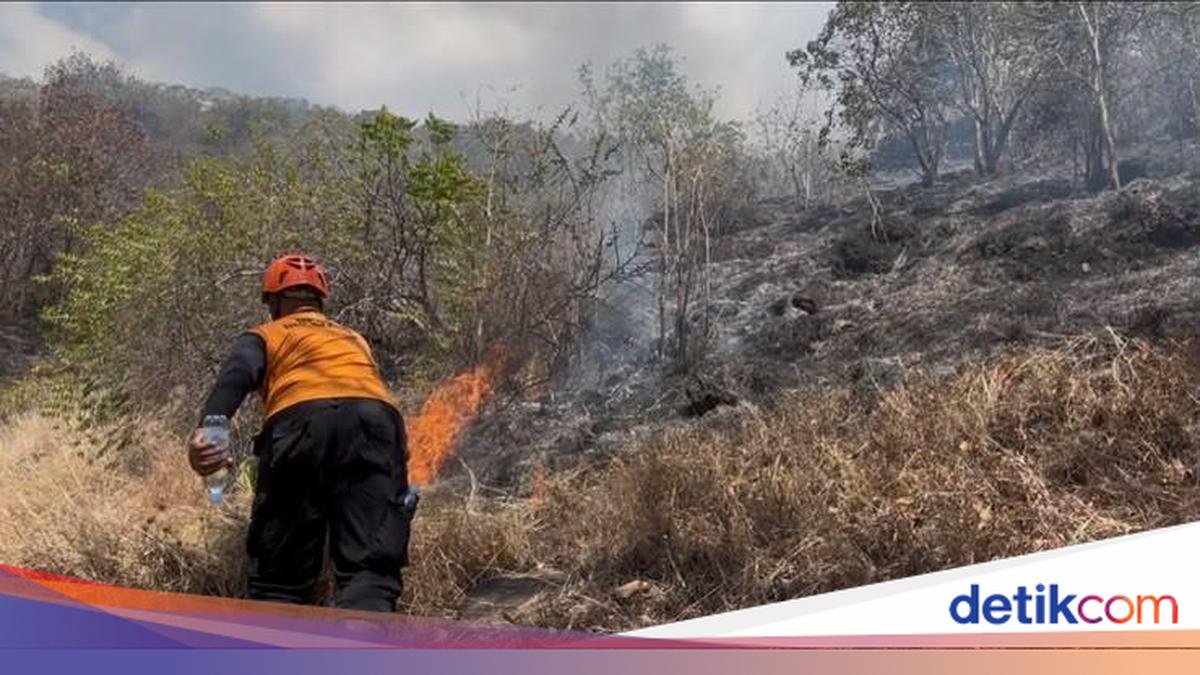 Kebakaran Hutan di Pemuteran Buleleng Hanguskan 48,6 Hektare Lahan, Api Berhasil Dipadamkan