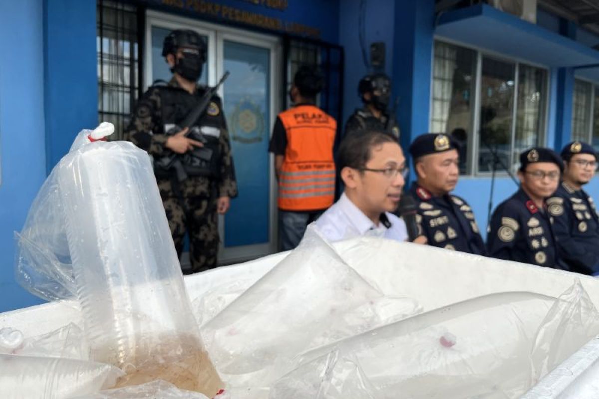 KKP Gagalkan Penyelundupan 31.255 Benih Lobster Ilegal di Pesisir Barat Lampung, Satu Pelaku Diamankan