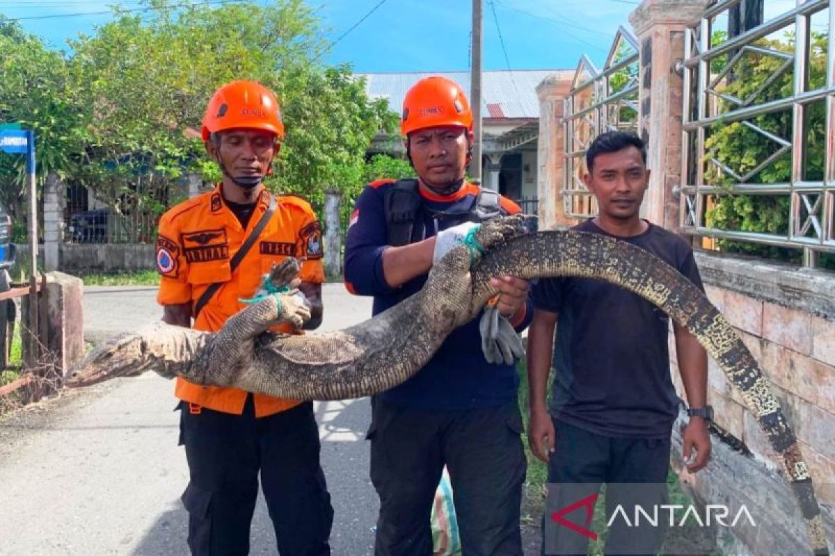 Biawak Sepanjang 2,25 Meter Dievakuasi BPBD dari Rumah Warga di Meulaboh, Pemilik Panik hingga Melapor ke Petugas