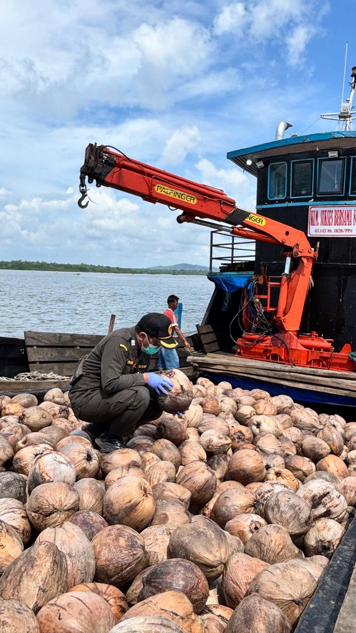 Karantina Kepri Periksa 80.000 Bibit Kelapa Unggul Natuna Sebelum Dikirim ke Bintan, Harga Rp 3.000 per Butir