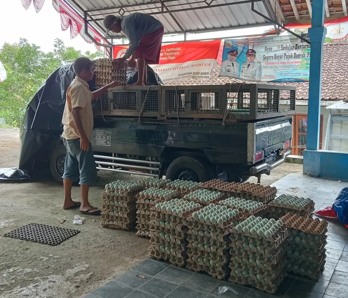 Cuaca Ekstrem dan Harga Pakan Meroket, BUMDes Sawal Bersatu di Banjarnegara Andalkan Hilirisasi Telur Bebek