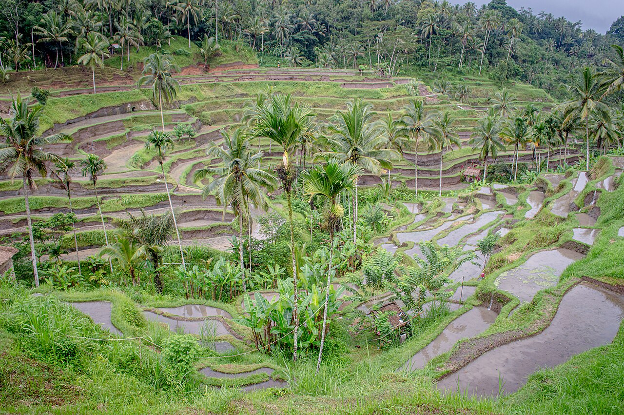 Terasering Tegallalang, Warisan Sistem Subak yang Diakui UNESCO