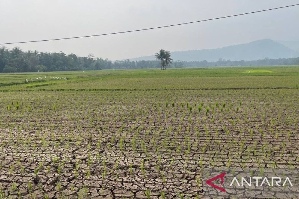 DKPP Kabupaten Serang Pulihkan 17 Hektare Lahan Pertanian dari Kekeringan, 965 Hektare Masih Terancam El Nino