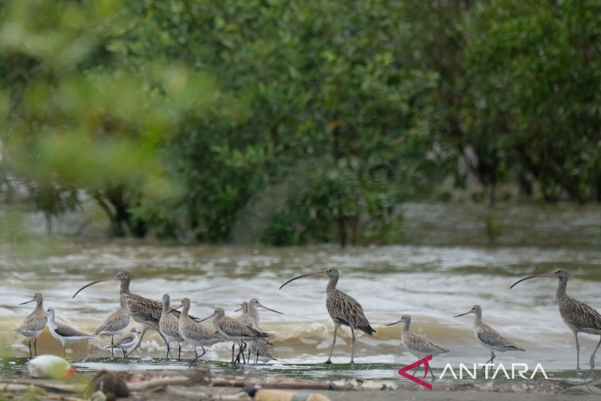 Pantai Timur Jambi jadi Rumah Singgah Ribuan Burung Air Migran Asia-Australia, Tiga Jenis Terancam Punah