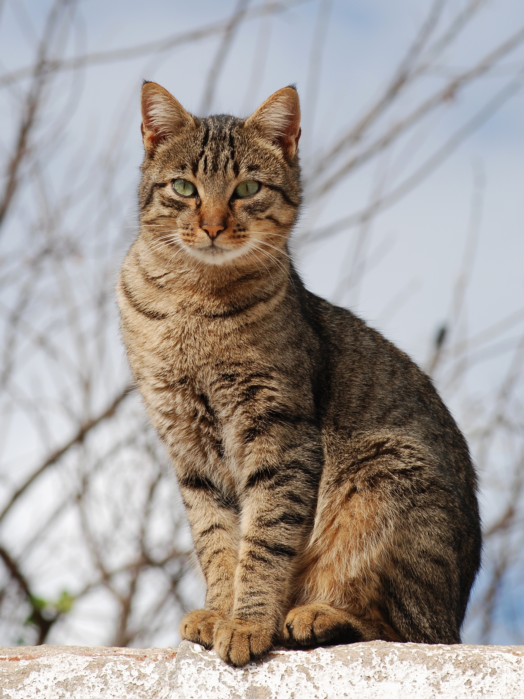 8 Cara Merawat Kucing Peliharaan untuk Pemula